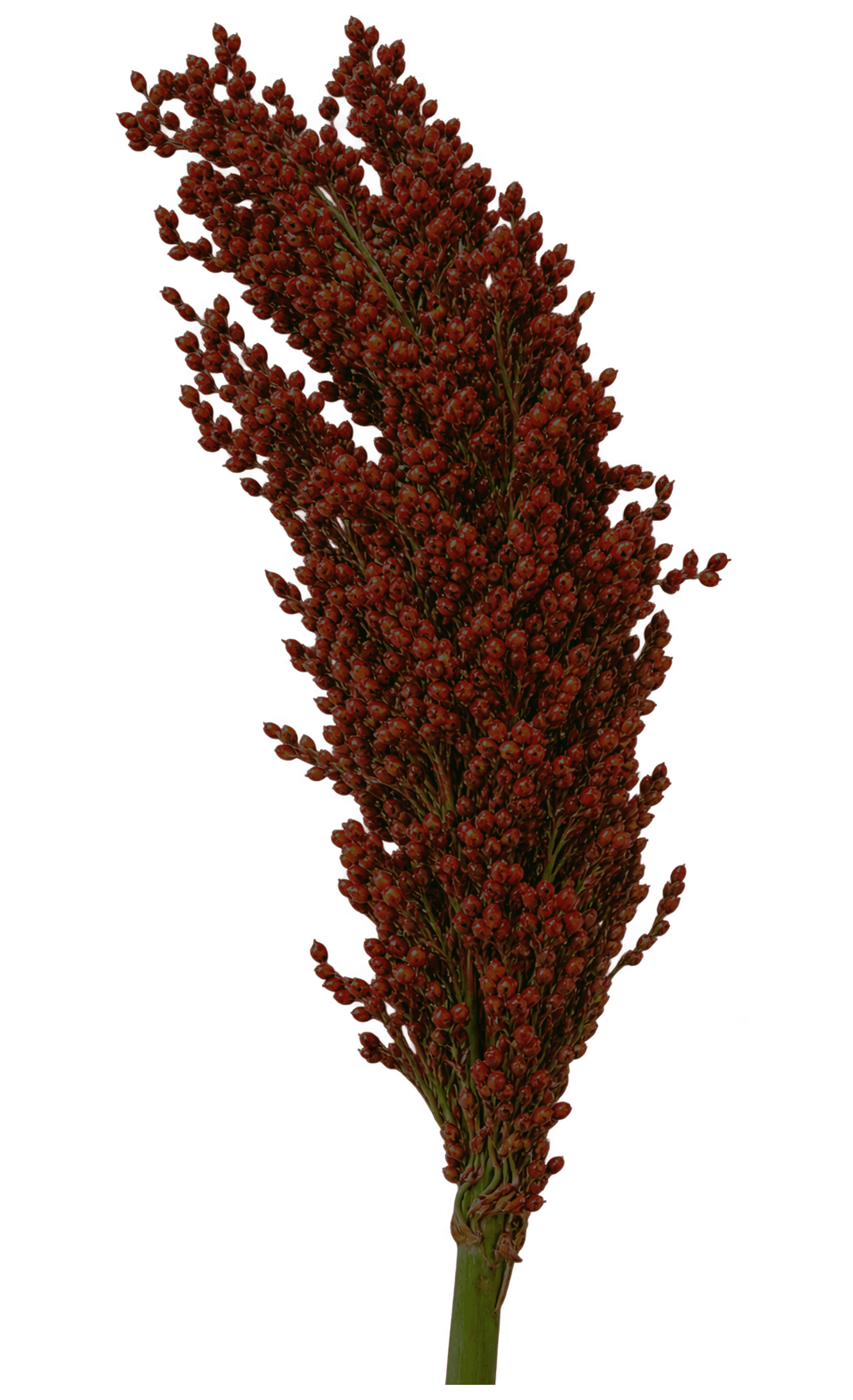 Panícula de Sorgo